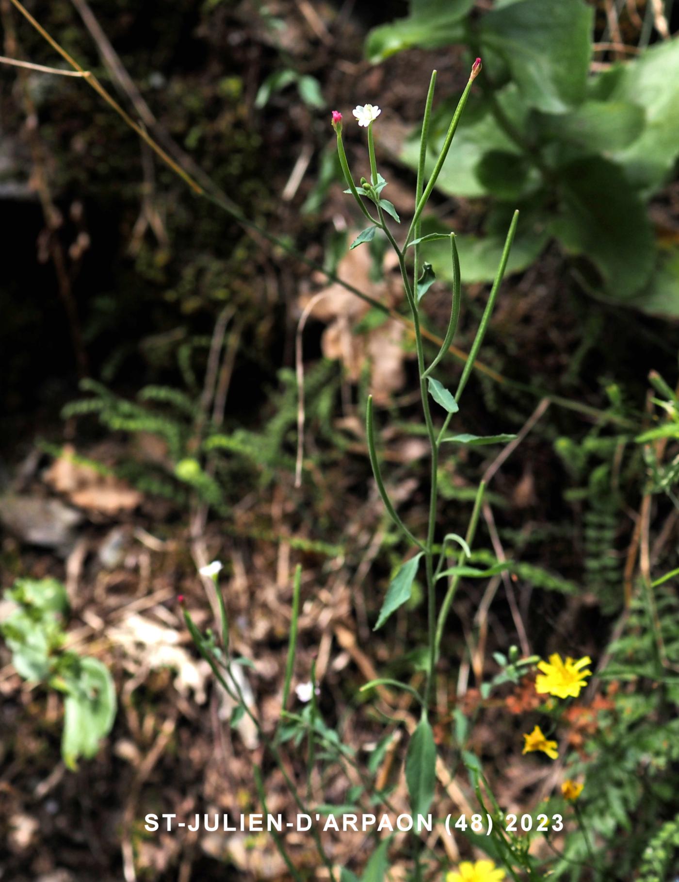 Willow-herb, Small Spear-leaved plant